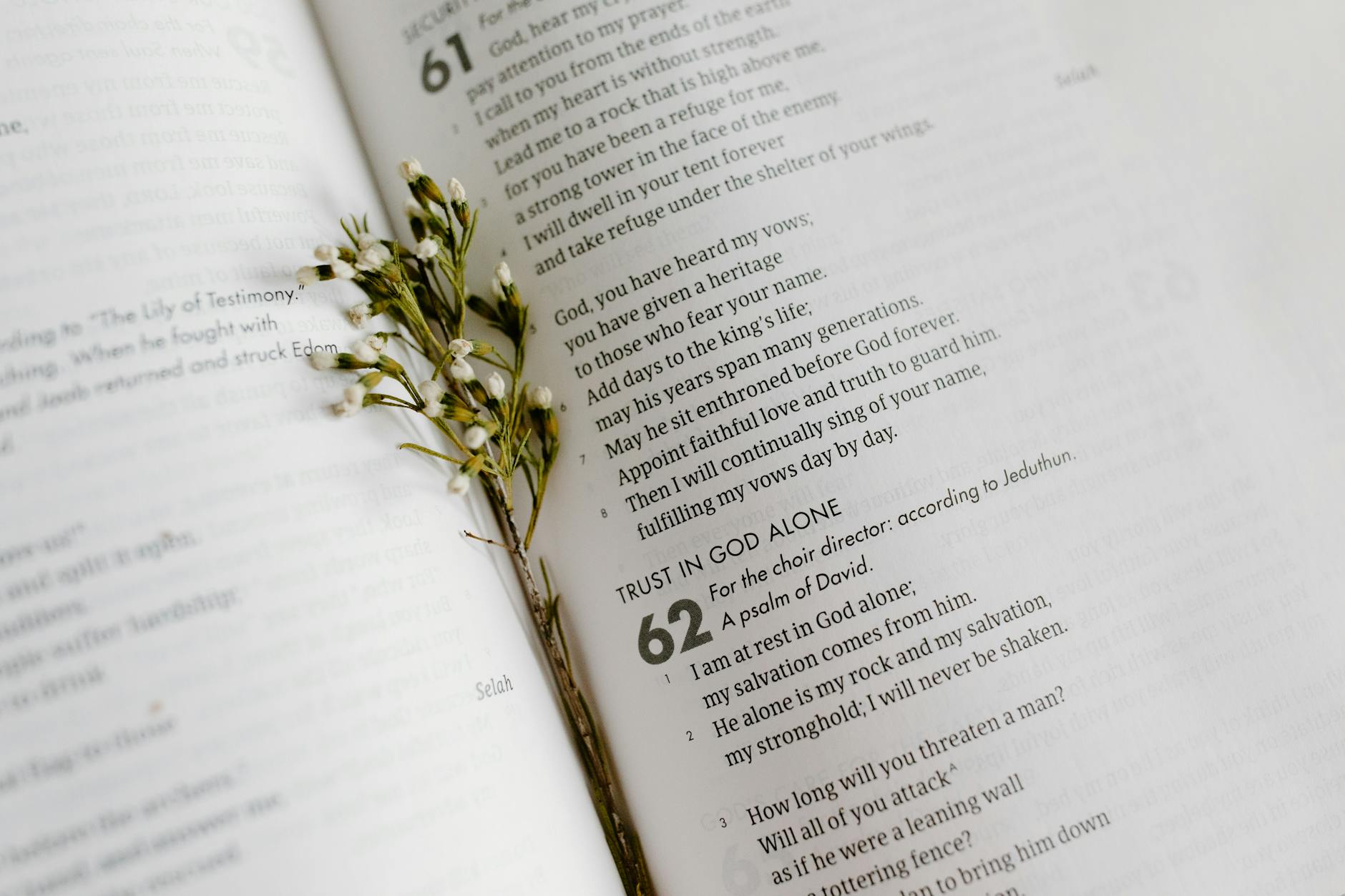 cluster of small white flowers between pages of an open book